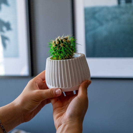 WHITE CONCRETE MUG POT