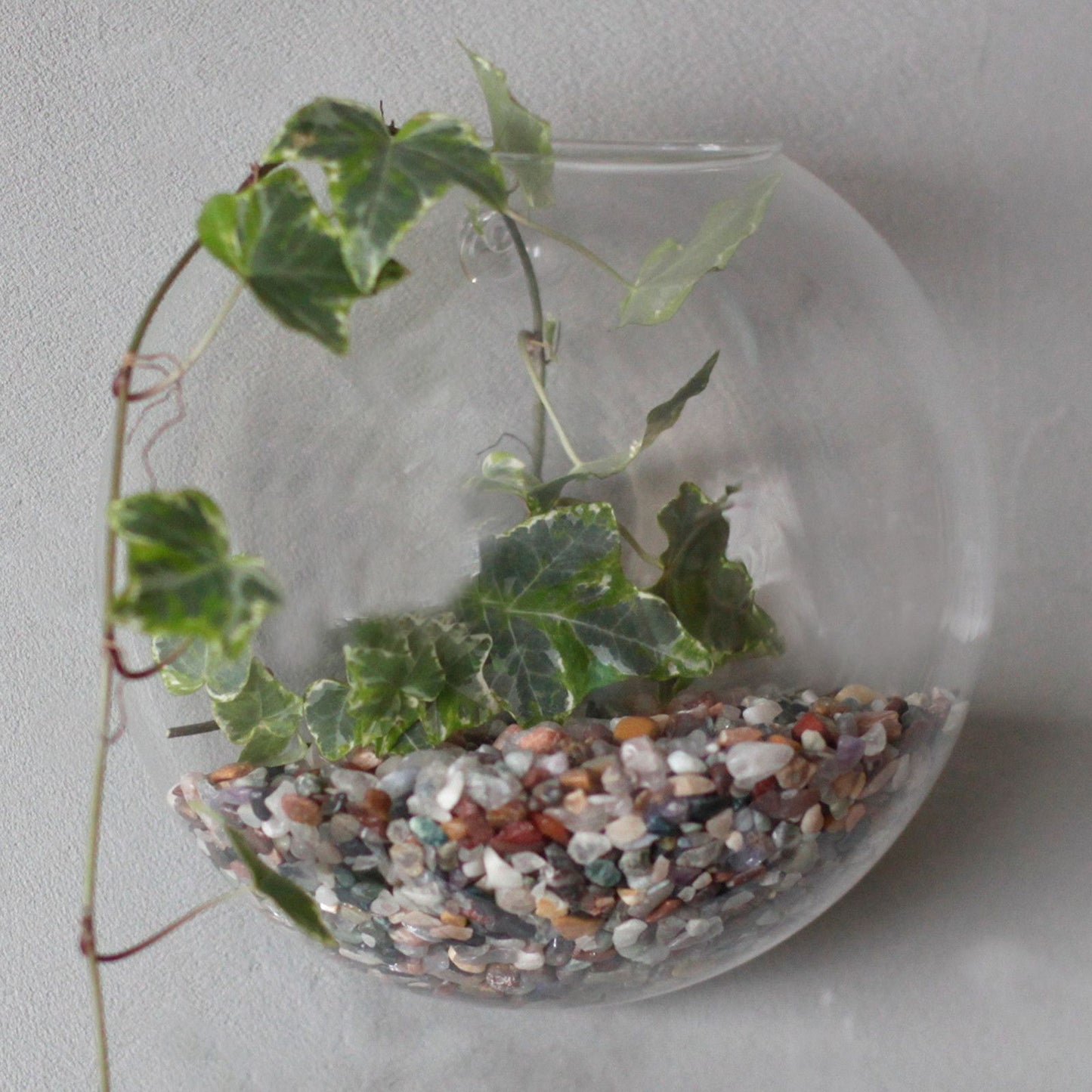 All Glass Terrarium - Large Hanging Wall Bowl