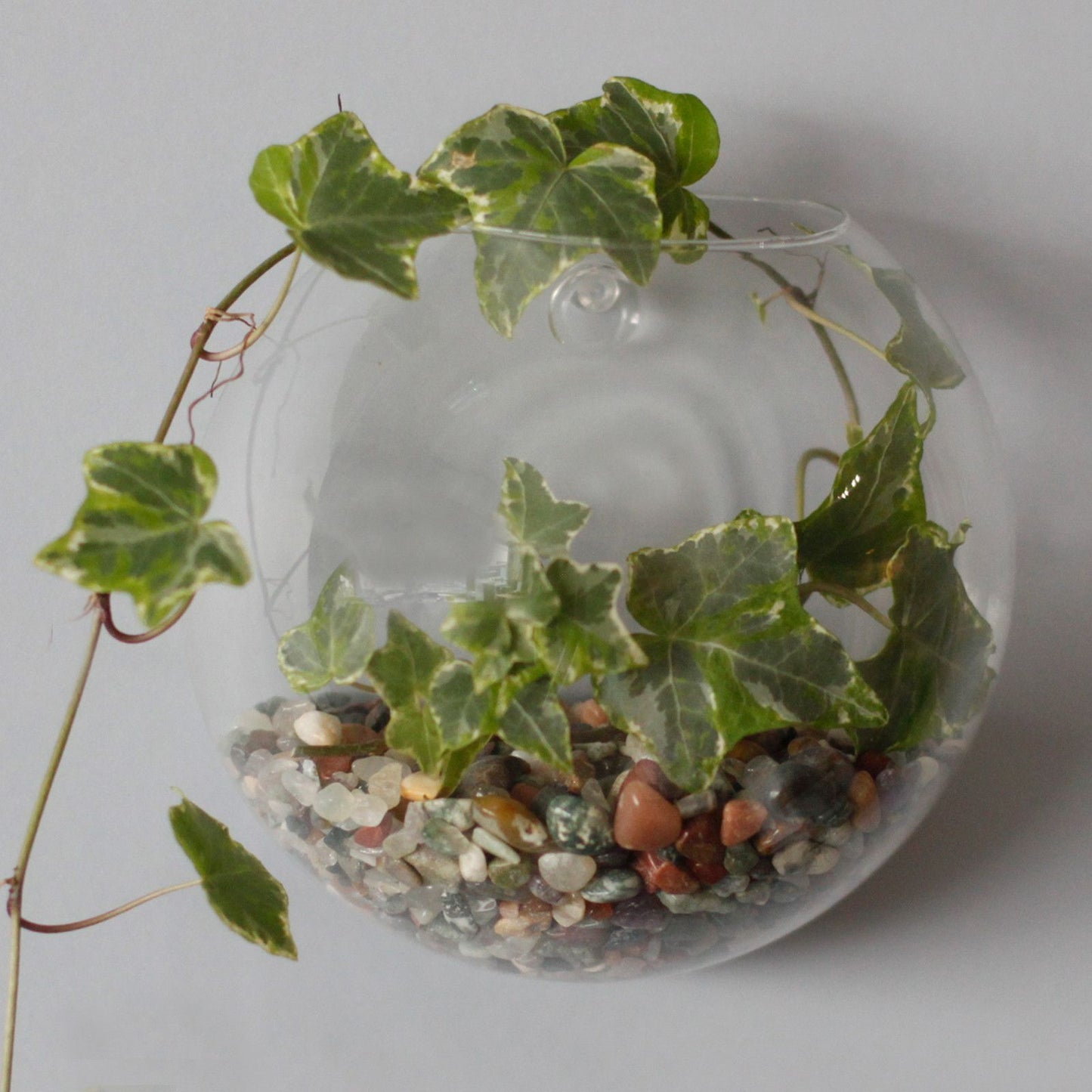 All Glass Terrarium - Large Hanging Wall Bowl