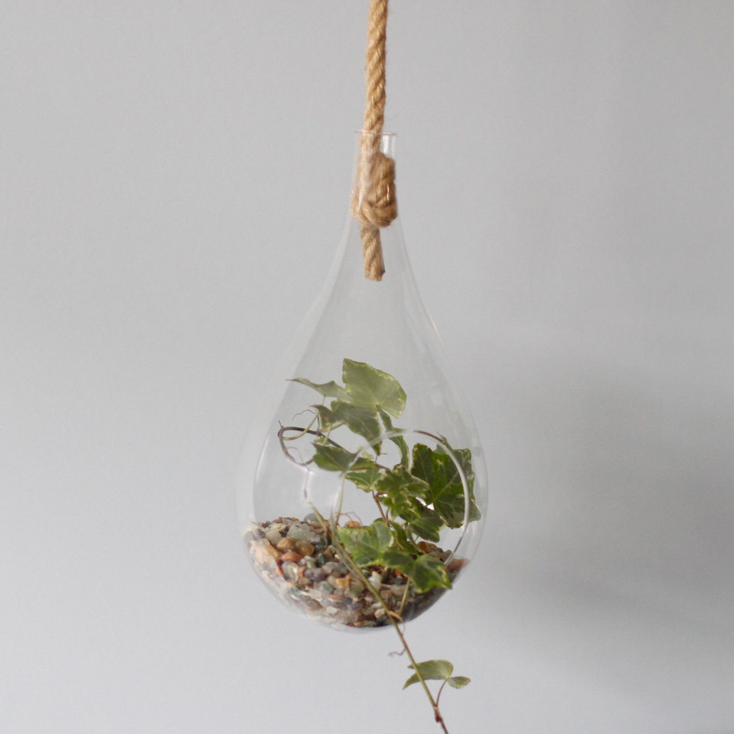 All Glass Terrarium - Hanging Teardrop on Rope