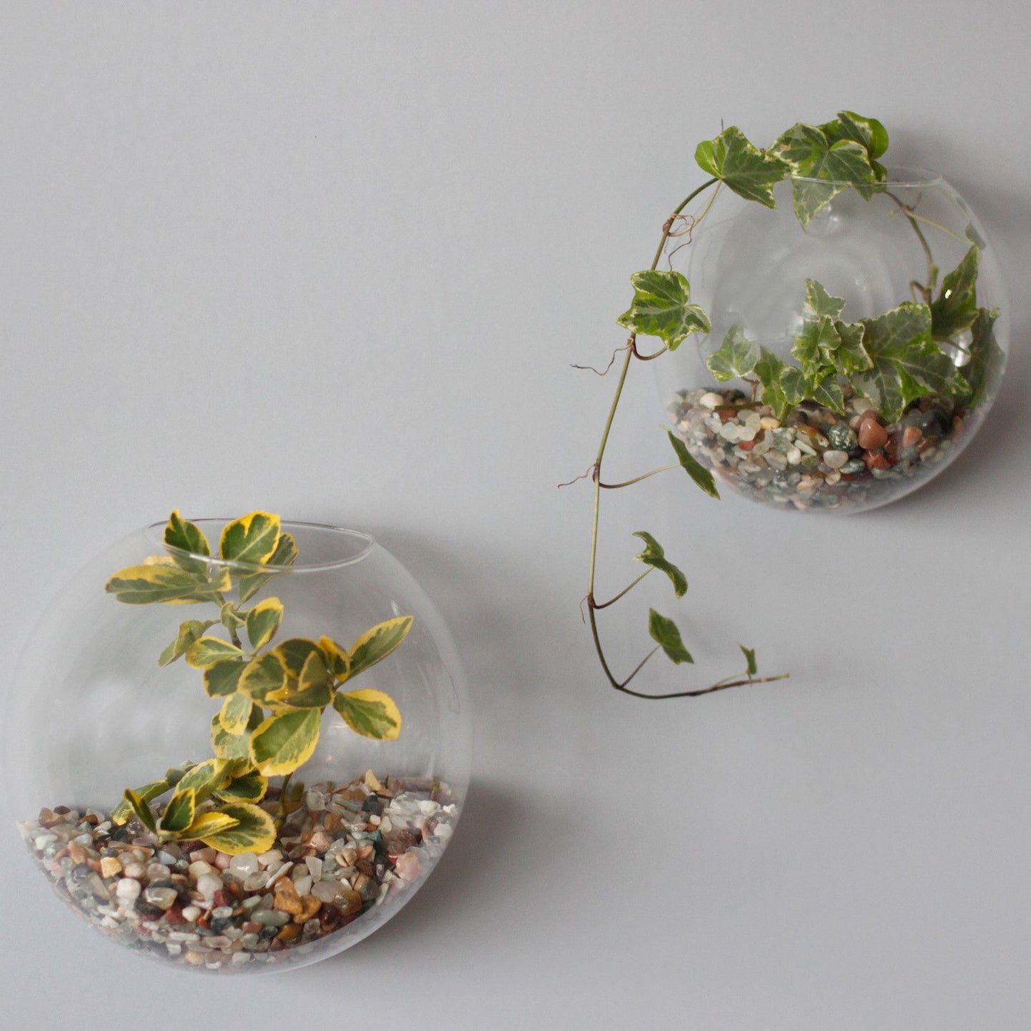 All Glass Terrarium - Large Hanging Wall Bowl