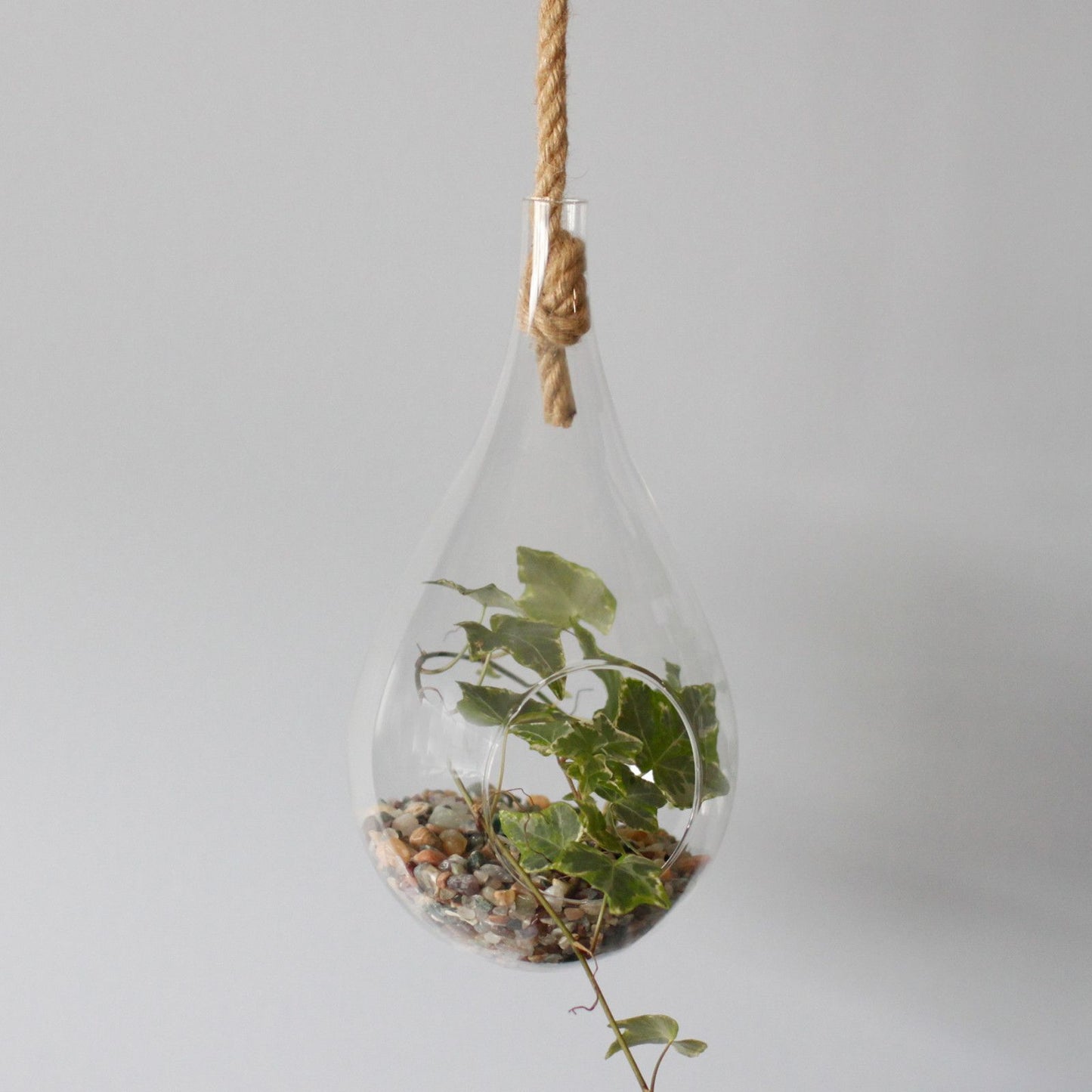 All Glass Terrarium - Hanging Teardrop on Rope