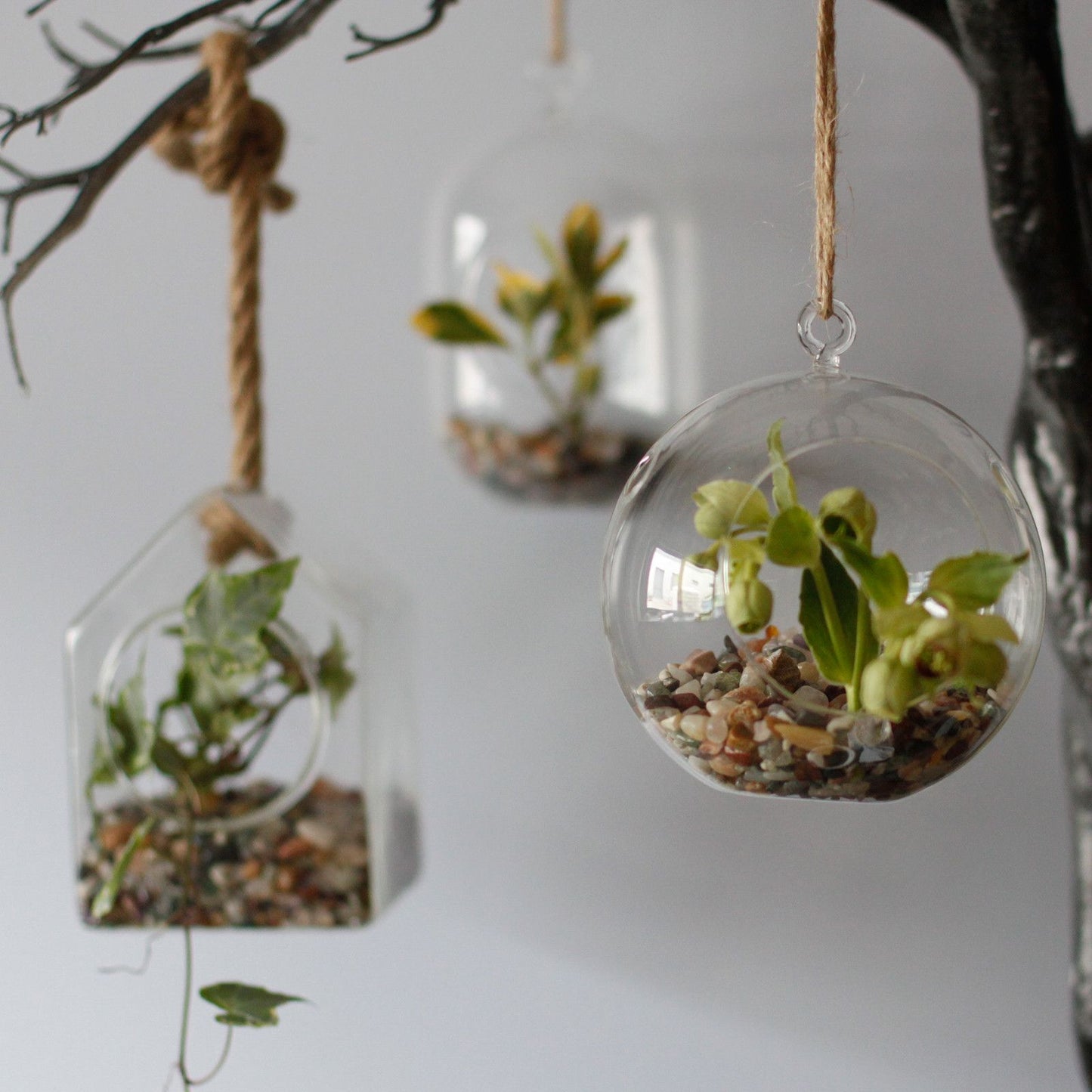 All Glass Terrarium - Hanging Teardrop on Rope