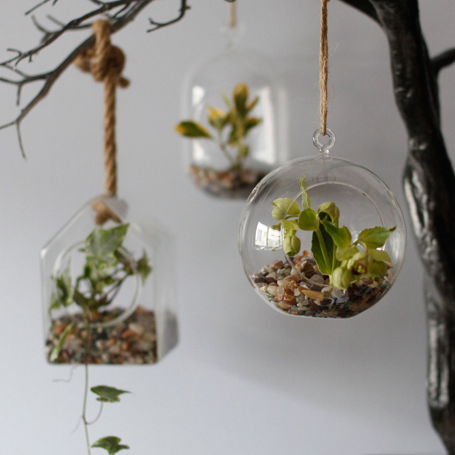 All Glass Terrarium - Hanging Teardrop on Rope